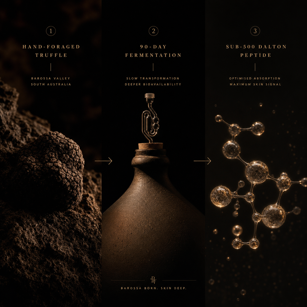 Process flow of truffle harvesting, 90-day fermentation, and small peptide generation.