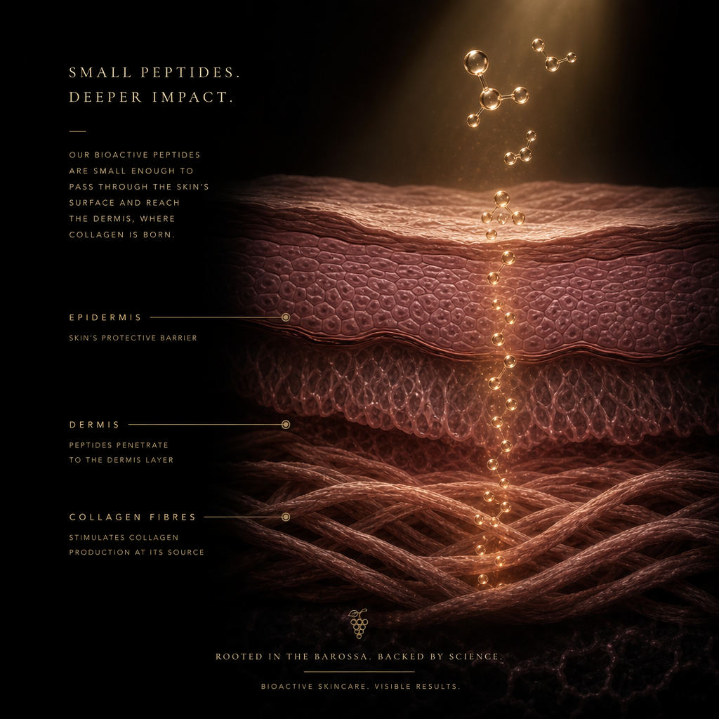 Small peptides penetrating the epidermis to reach the dermis