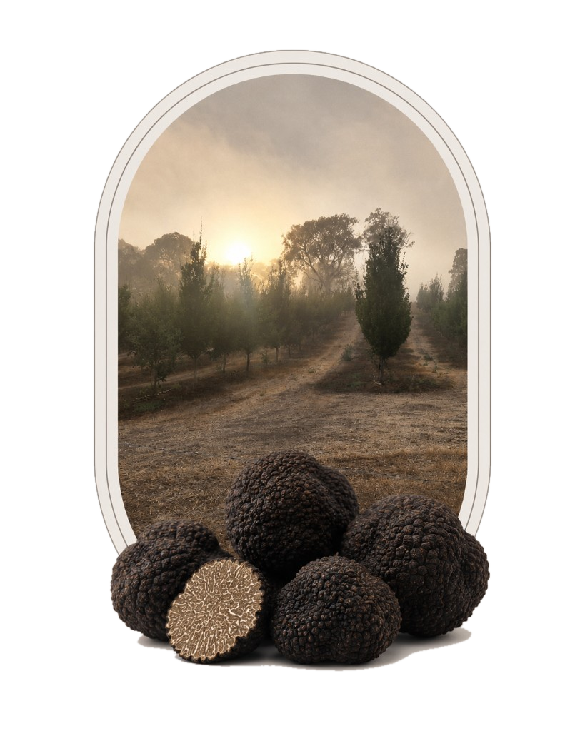 Black truffles before a misty Barossa Valley grove at dawn
