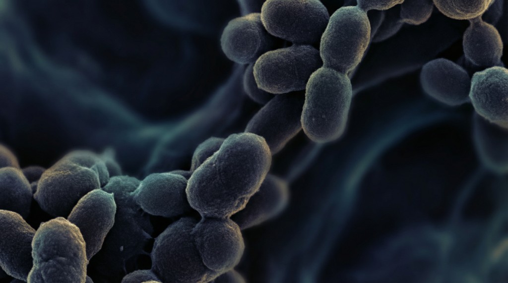 The Clinical View on the Skin Microbiome: A New Frontier in Dermatology