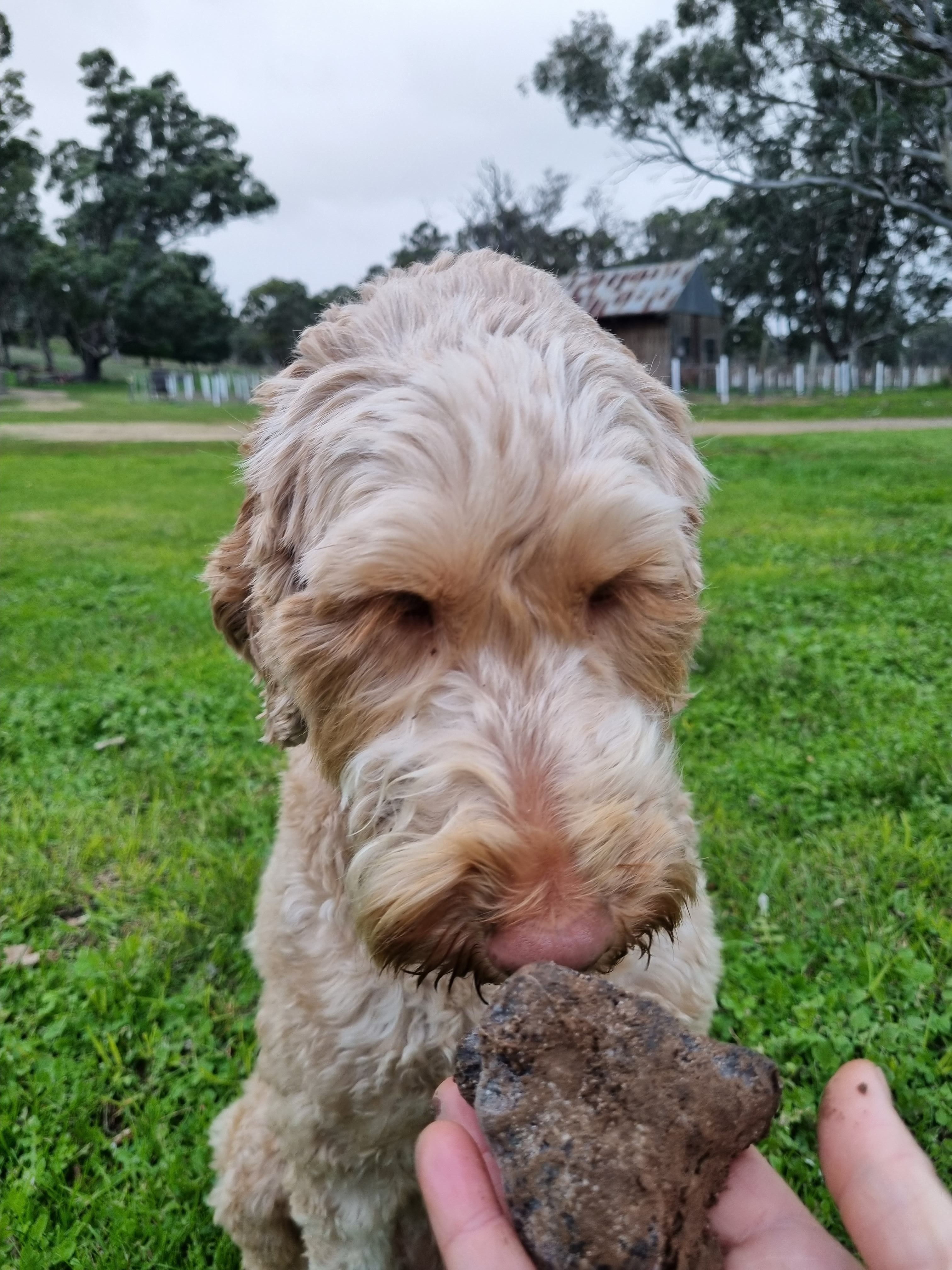 A truffle dog working the Barossa grove